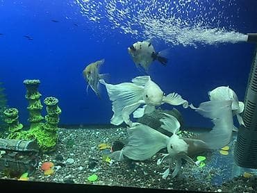 аэратор для пруда: Аквариумные рыбы – вуалевые скалярии (Pterophyllum) и декоративные — 1