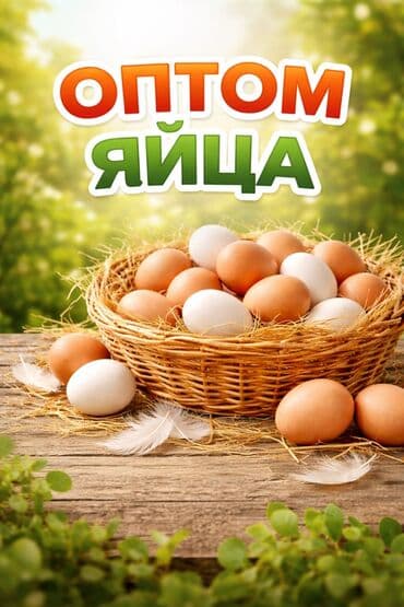 продать яблоки оптом: Яйца оптом - Куриные яйца в ассортименте: белые и коричневые - Калибр — 1