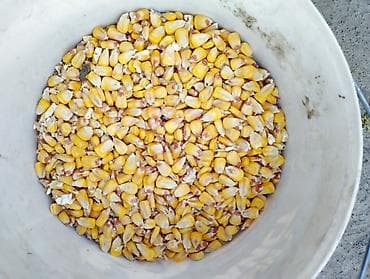 туша баранины: Пр-ю кукурузу рушенную сухая чистая ц. договорная московский р-н с — 1
