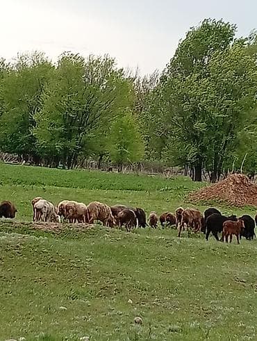бараны мириносы: Продаю | Овца (самка) | Полукровка | Для разведения | Матка — 4