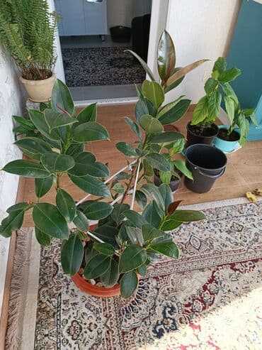 искусственный газон для мини футбольного поля цена бишкек: Фикус комнатные растения высота 0.70 см — 3