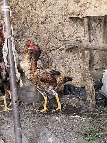 Вязка собак: Продаю | Петух | Бойцовая | Для разведения — 8