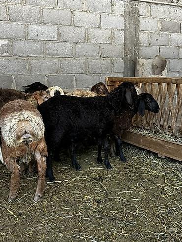 С/х животные и товары: Продаю | Баран (самец) | На забой — 4