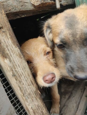 продажа щенков мопса: Щенков отдаю в хорошие руки с учётом фото отчет. даром — 2