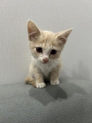 домашний животные: 3 месяца, Мальчик — 1