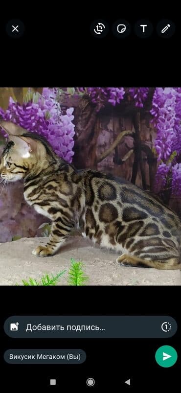 бенгальский леопардовый кот: Друзья !! в проф питомнике Бен Гла Мур новые детки .Бенгальские котята — 18