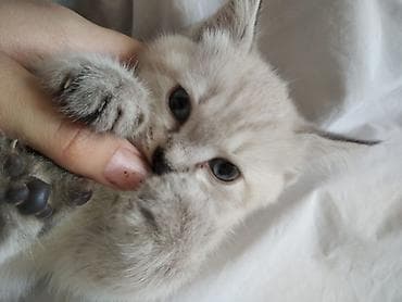 сиамский котенок цена: Сиамская, 2 месяца, Девочка, Приучена к лотку — 2