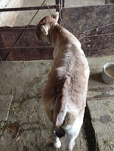 бык ангуст: Продаю | Бык (самец) | На откорм | Искусственник — 4