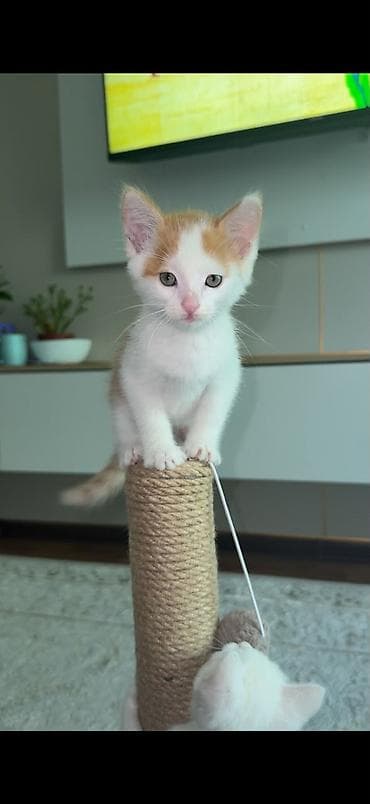 все для лошадей: Отдам котят в добрые руки! — 3