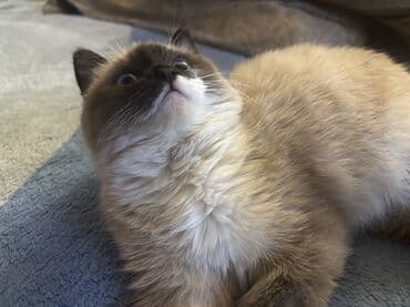 объявления о пропаже животных: Кошка даром: Сиамская, 3 месяца, Девочка, Приучена к лотку, Проглистована — 2