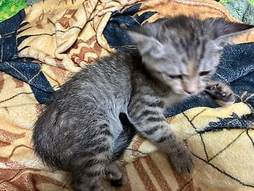 scottish fold: Котята, короткошёрстные, окрасы: серый табби и кремовый дымчатый — 4