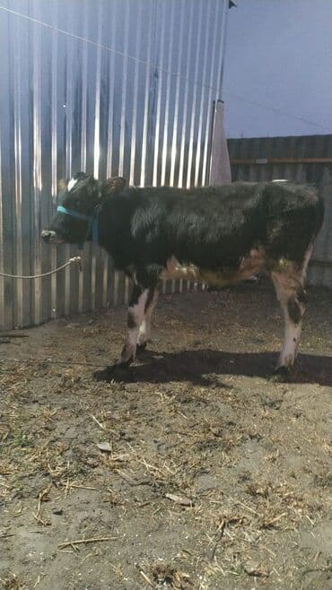 животные для дома: Продаю | Тёлка | Полукровка, Ангус | На откорм | Привязанные — 5