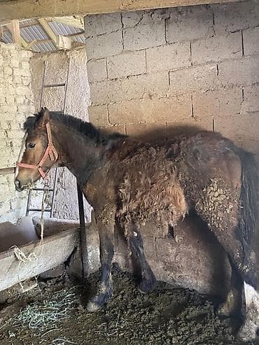 союшка кой: Продаю | Жеребенок | Дончак | Для разведения — 2