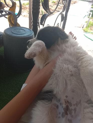 мопс на вязку: - На выбор несколько щенков разной окраски: черный, бело‑черный — 4