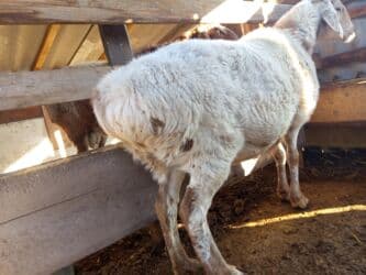 сколько стоит немецкая овчарка в бишкеке: Продаю | Овца (самка) | Арашан | Для разведения | Котные — 3