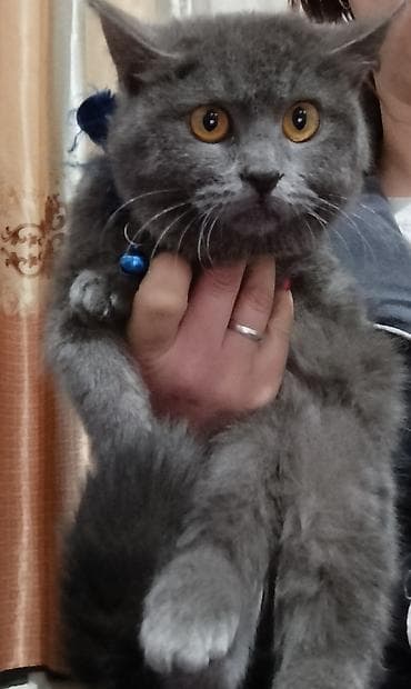 Вязка кошек: Британский короткошёрстный котёнок, окрас голубой (плюшевый серый) — 3