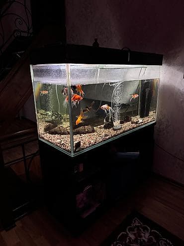 мальки сазана: Продается аквариум вместе с рыбками самовывоз для полный — 1