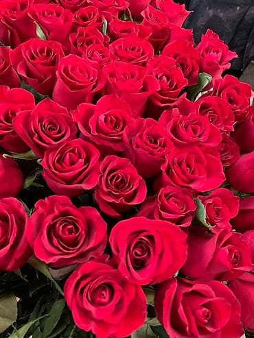 pro max 13: Розы Бишкек, букеты. Цветы. Гулдор. Гул. Розалар — 4