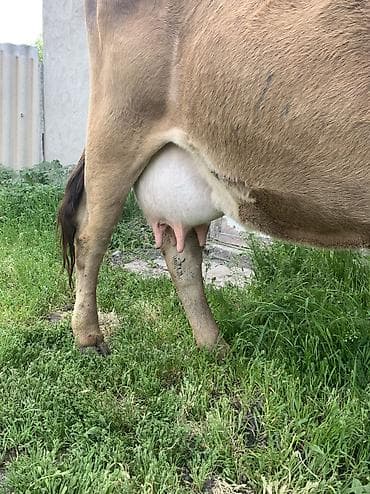 жаны уйлор: Сатам | Уй (ургаачы) | Сүт алуу үчүн | Музоологондон кийин — 5