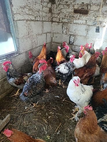 Башка жаныбарлар: Петухи большие — 9