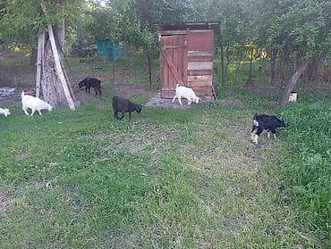 продам индюшат: Продаю | Коза (самка), Козёл (самец), Козлёнок | Полукровка, Зааненская | На забой, Для разведения, Для молока | Племенные, Осеменитель — 5