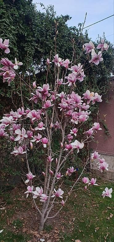 4 bedroom: Уютный частный дом с озеленённым двором и крытыми террасами готов к — 9