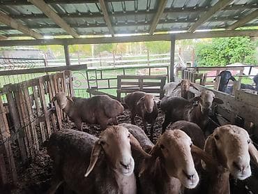 ко шомо: Продаю | Баран (самец) | Полукровка — 1