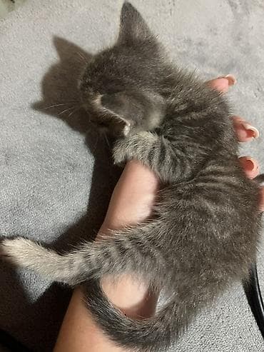 scottish fold: Котята, домашние. На фото — помёт из нескольких малышей серых и — 2