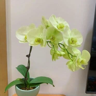 инструмент для огорода: Орхидеи фаленопсис — коллекционные сорта с эффектной окраской цветов — 16