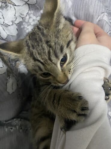 шотландский вислоухий рыжий кот: Кошка даром: Скотиш Страйт (Шотландская прямоухая), 3 месяца, Мальчик, Приучена к лотку, Проглистована — 2