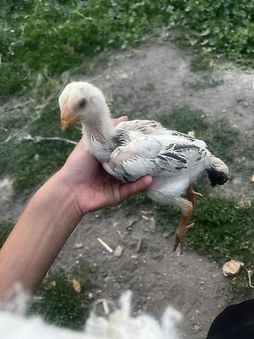 куры нисушка: Продаю | Цыплята | Для разведения — 4