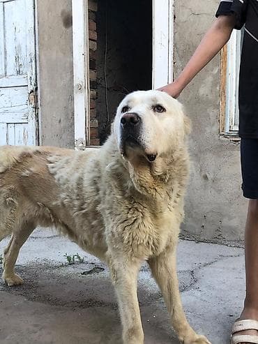 золотистый ротвейлер: Алабай, 1 год, Самец — 5