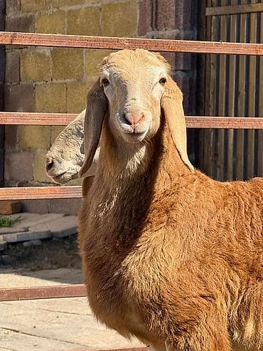 С/х животные и товары: Продаю | Баран (самец) | Арашан | Для разведения | Племенные — 1