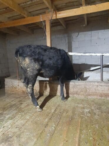 сельскохозяйственные животные продажа: Продаю | Тёлка | Для разведения | Привязанные — 1