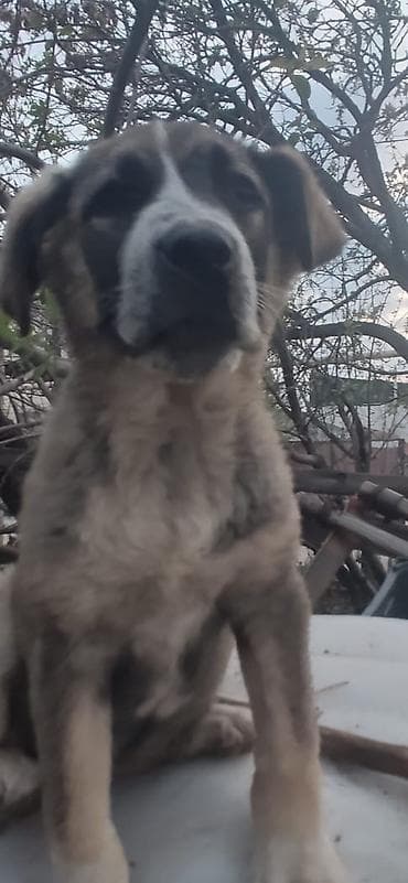 Отдам даром собаку: Собака даром: 4 месяца, Самка, С прививкой — 10