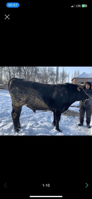 охотничий собак: Сатам | Уй (ургаачы), Бука (эркек) — 1