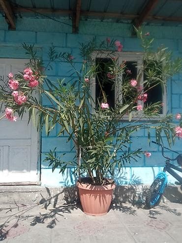 продам клубнику: Крупные уличные кадки с цветущими декоративными кустарниками. - — 1