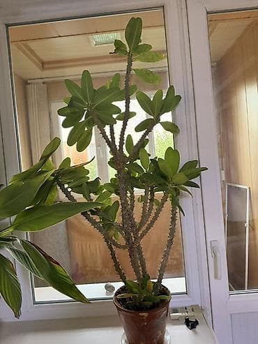 фиалки сортовые: Комнатные растения в горшках: 1) Молочай Миля (Euphorbia milii — 4