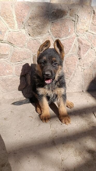немецкая овчарка сколько стоит: Немецкая овчарка, 1 месяц, Самка, С прививкой, С родословной — 6