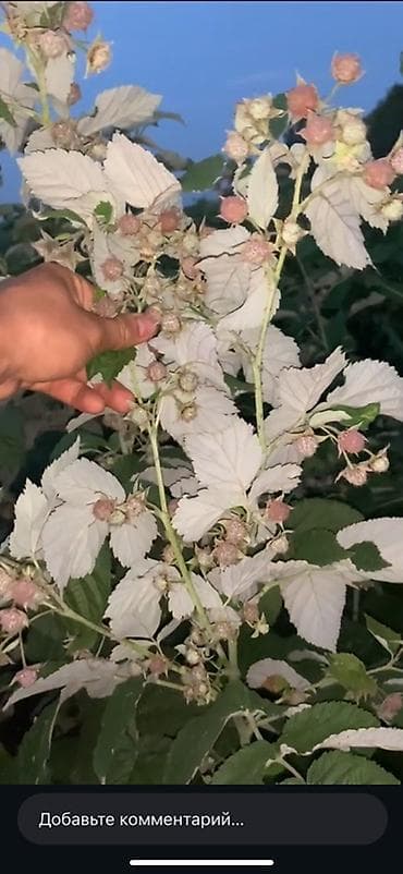 продаю овец: Саженцы малины сорт ГЕРАКЛ - Куст мощный, высокорослый, с сильными — 1