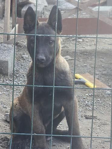 Үй жаныбарлары: 3 айлык, Эркек — 9