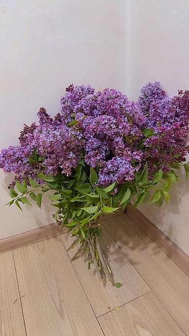 корзинки для цветов: Сирень срезанная — пышные ароматные ветви для букетов и декора. - — 4