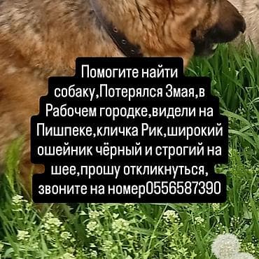 продажа щенков немецкой овчарки с документами в бишкеке: Пропала собака — немецкая овчарка, кличка Рик, 8 лет. - Порода — 4