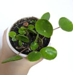 стабилизированные цветы бишкек: РАСПРОДАЖА по 100сом🔥🔥🔥🔥 💰💰📌📌 алоказия полли традесканция ладьевидная — 7