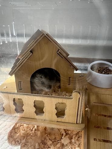 сетка для клеток: Продаю хомяка в хорошие руки, вместе с клеткой (+корм и наполнитель) — 2