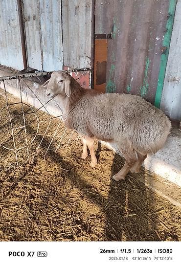 Saab: Продаю | Овца (самка), Баран (самец) | Арашан | На забой, Для разведения, Для шерсти — 2