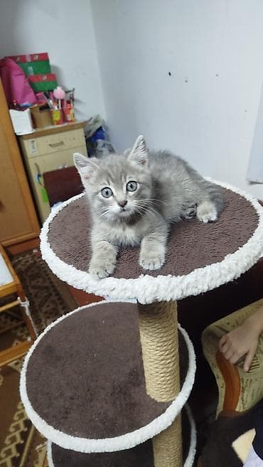 манчкин кот купить: Котёнок, короткошёрстный, окраса серый табби (серебристые полоски) — 5