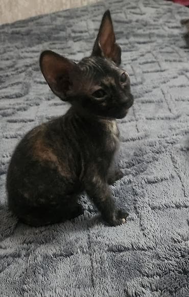 🐾 Котята донского сфинкса ищут самые любящие семьи! Две очаровательные