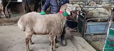 ат баши: Продаю | Баран (самец) | Арашан | Для разведения | Осеменитель — 3