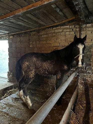 лошадь конь: Продаю | Жеребенок | Для разведения — 5